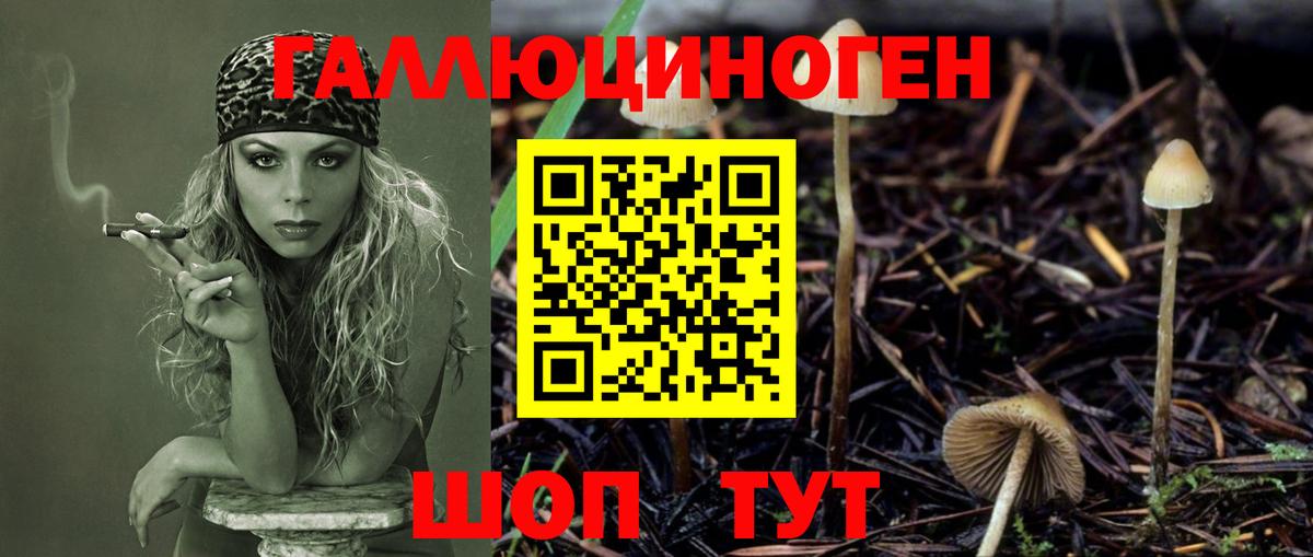 Псилоцибиновые грибы Psilocybe Городец